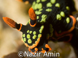 Taken at Tioman Island, Malaysia. by Nazir Amin 